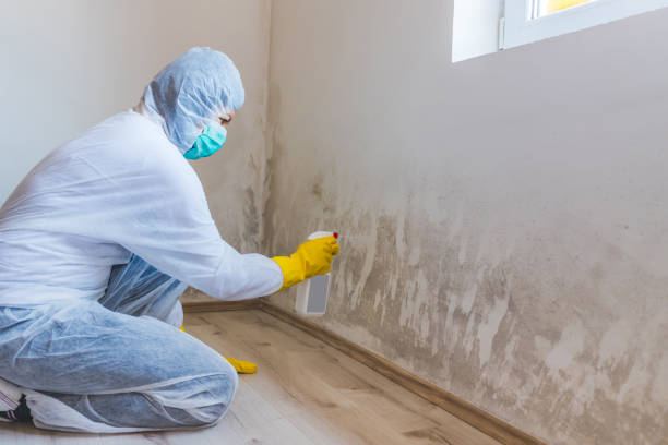 Black mold inspection in Highspire